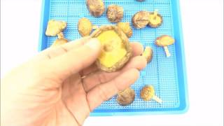 椎茸乾燥機プチミニⅡで干しシイタケ作り（業務用食品乾燥機）