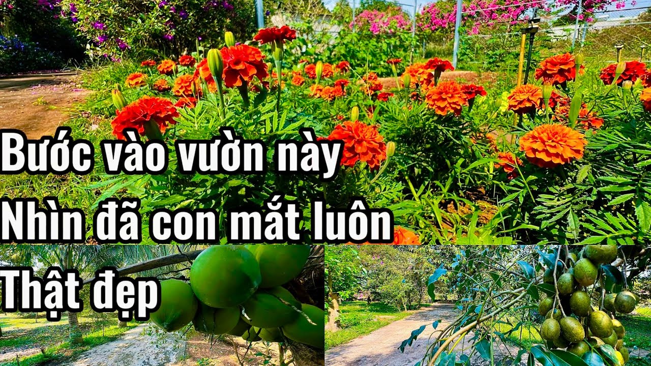 ANH ĐỨC CẦN BÁN GẤP VƯỜN TRÁI CÂY NHÌN MÀ MÊ TẠI BÀ RỊA VŨNG TÀU