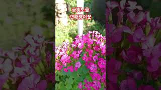 오늘의 꽃  갯패랭이꽃