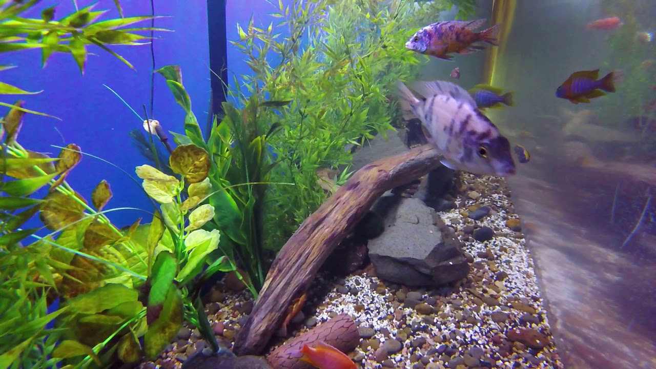 300 gal long screen show