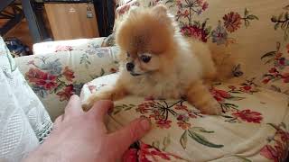 The mini pomeranian loves to play and get a massage..
