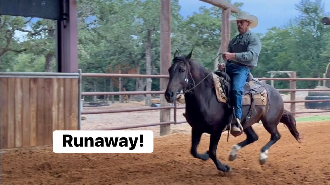 Как справиться с лошадью, которая несется напролом. Часть 2