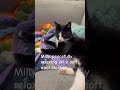 Milly Relaxing Animal Cute Funnycat Pets Cuteanimals Cat mp3