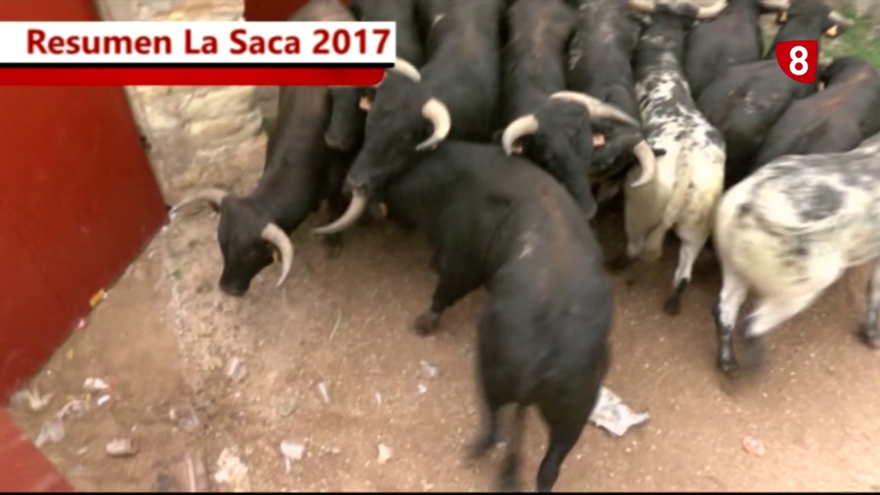 Resumen La Saca 2017, La 8 Soria