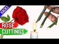 10 SECRET TIPS TO GROW ROSE FROM CUTTINGS:  Hacks // How to Grow Rose Plant from Cuttings