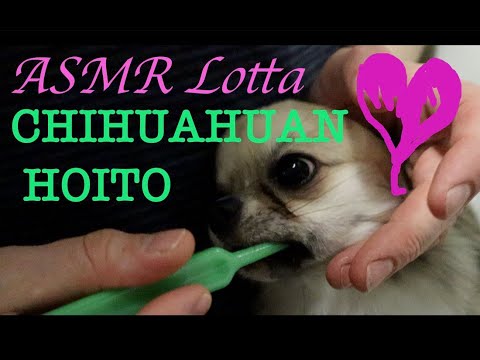 Video: Chihuahuan Hoito