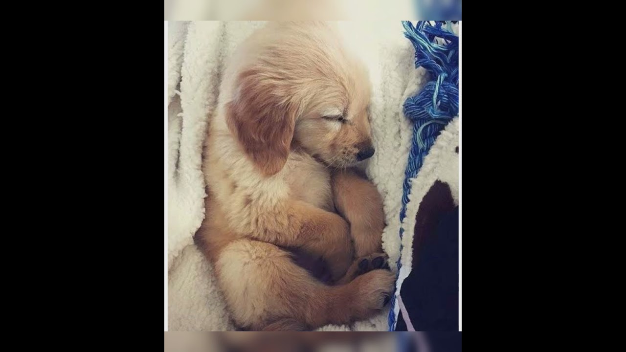 Cute dog 🐕 photos || Adorable dog pictures ❤️|| Dog Wallpaper