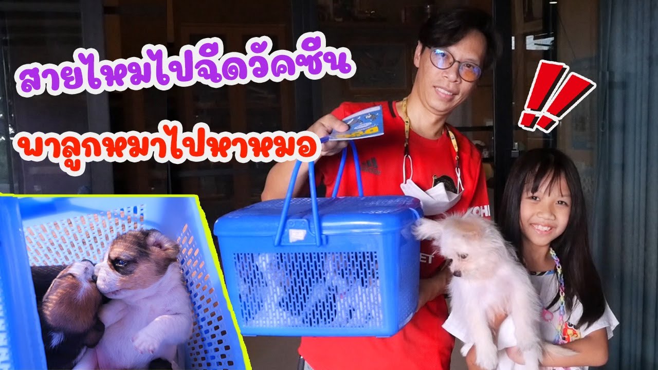 ดีไซน์พาลูกหมาไปหาหมอ น้องๆไม่สบาย ไม่รู้เป็นอะไร?? พาสายไหมไปฉีดวัคซีน วันนี้โดน 2 เข็มเลยย!!