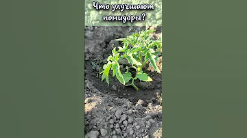 Что улучшают помидоры? #shorts
