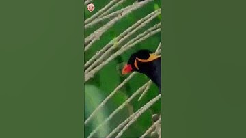 SUARA BURUNG BEO DI ALAM LIAR #2 #shorts