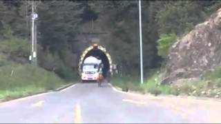 Vaca provoca gran congestión tras cruzar por el túnel Las Raíces en Lonquimay