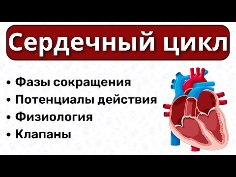 Сердечный цикл: систола и диастола / ФИЗИОЛОГИЯ сердца