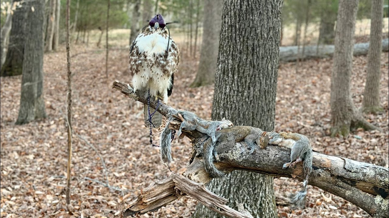 I MISSED OUT! Squirrel Hunting With A Red-tailed Hawk