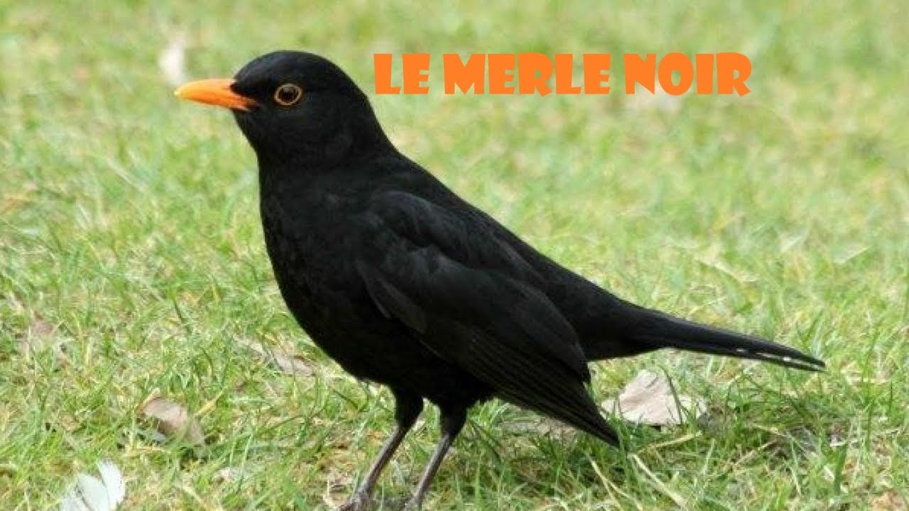 Le merle noir, Turdus merula (COJ 2021 n°15)