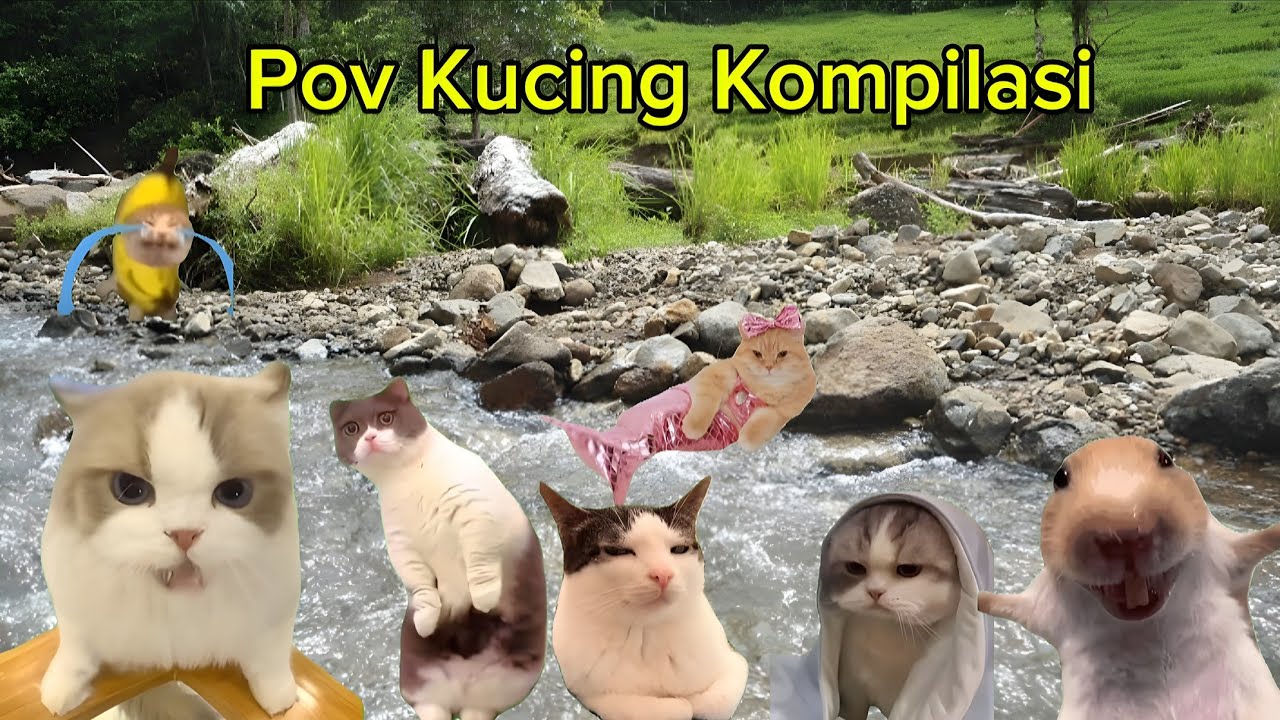 Pov Kucing Kompilasi 1 jam | meme kucing lucu 