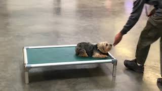 Dream Dog In Action 'Norbert' Super Star Norwich Terrier @ Dream Dog Sales Obedience/Tricks/Agility