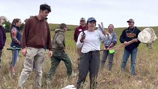 How to measure insect populations (grasslands or croplands) - Ecdysis Foundation field demonstration