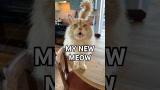 Freddy just invented this new meow 😆