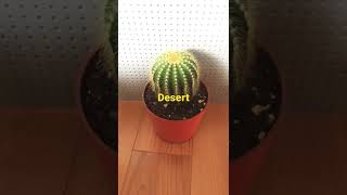 Cactus