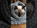 cute cat @PandaShorts @MrBeast @MrBean #cutecat #viralvideo #trending #funny