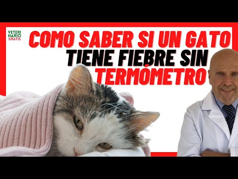Video: ¿Por qué los gatos duermen en su cuello y cara?