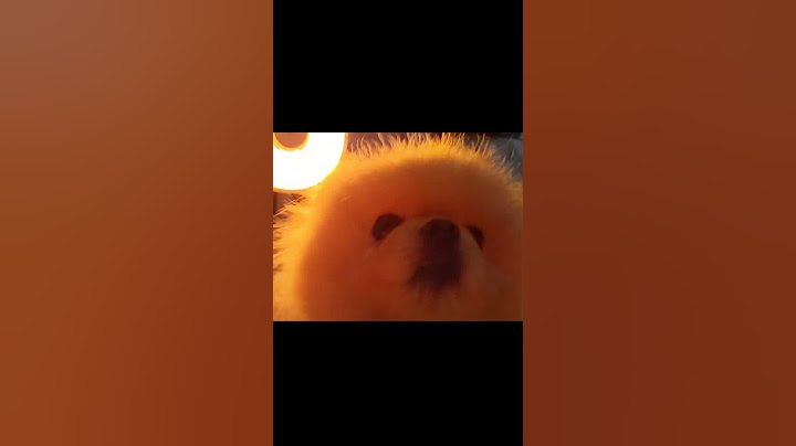 丹丹打招呼 #shorts #dog #犬 #狗狗