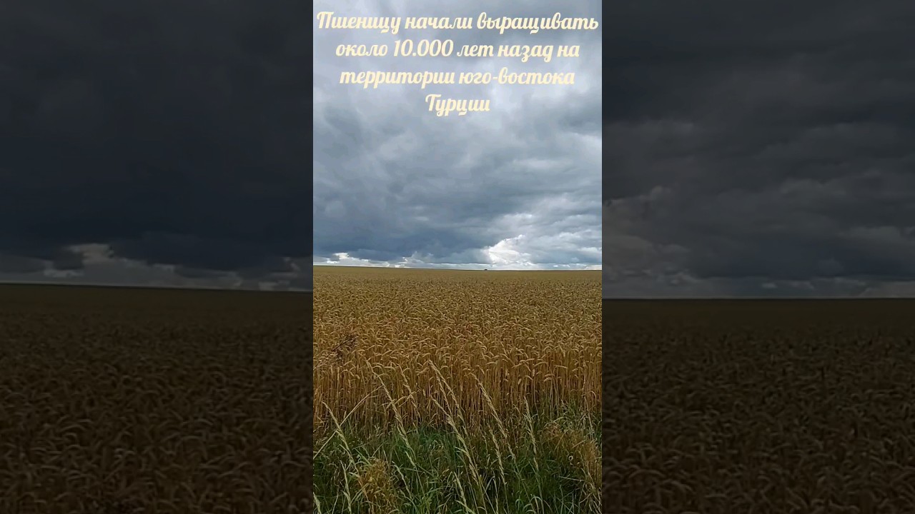 Польские факты №10 (Пшеница) / Polish facts №10 (Wheat) 🏞🌅 