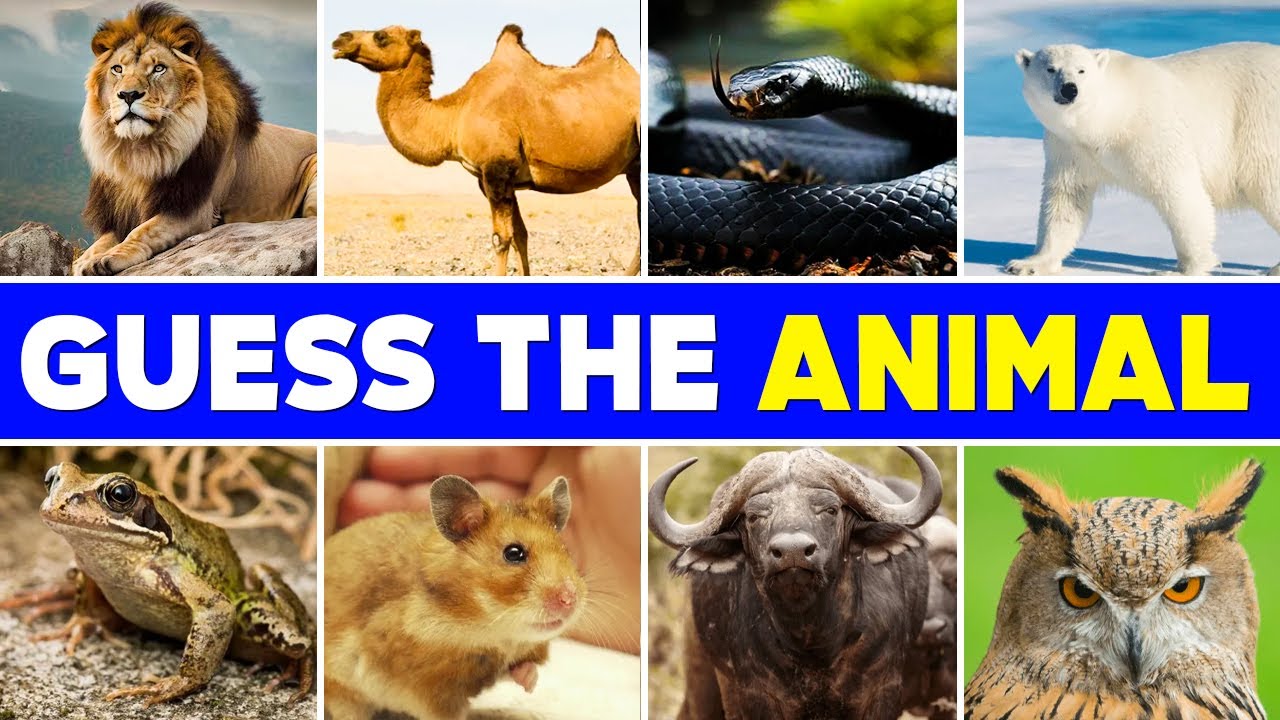 Guess the Animal Quiz (Lion, Octopus, Horse, Cow, Snake, etc.)