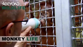 S6E05 | Jeremy's Motherly Instincts Kick In | Monkey Life | Beyond Wildlife