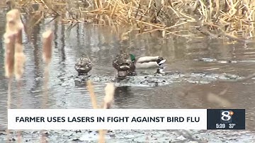 Farmer Uses Lasers In Fight Against Bird Flu