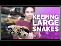 What's it Like Keeping Big Snakes?