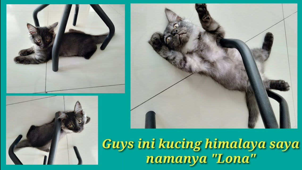  kucing  himalaya dimandiin ini kucing  peliharaan  saya 