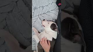 "Mission: Get pets, Method: Stealth crawl, Result: success 🐶😄" #chill #doglover #dogvibes