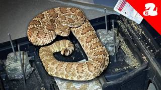 Mojave Rattlesnake Stuck In Rat Trap