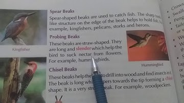 Class 4th ch-13 Birds part 2