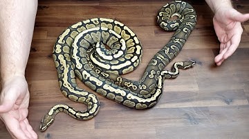 Blitz GHI Chocolate and More! Some amazing ball python Combos produced last season and Held back!