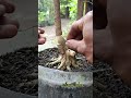 unique air layering using used goods #technique #airlayering #unique #bonsaitree