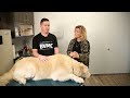 Finn's fight: Being proactive extended a local dog's life despite cancer - Pet Doc