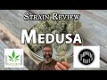 Strain Review - Medusa - Painless Pete's
