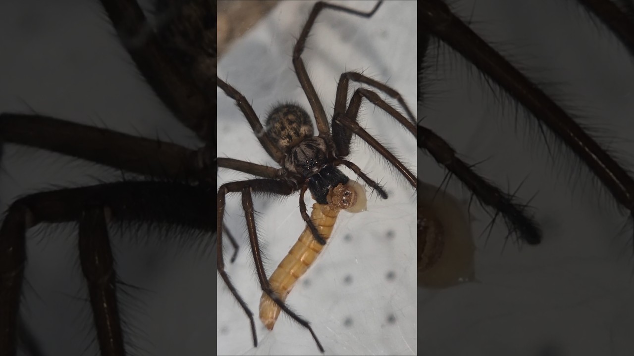 Comment mangent les araignées ?