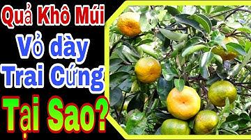 Quả Cam, Bưởi Bị Khô Múi,Trai Cứng, Xốp Khô Đầu Tại Sao? Cách khắc phục từ sớm cực hiệu quả