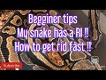 How to fix a (RI) upper respiratory infection in a ball python easy step by step