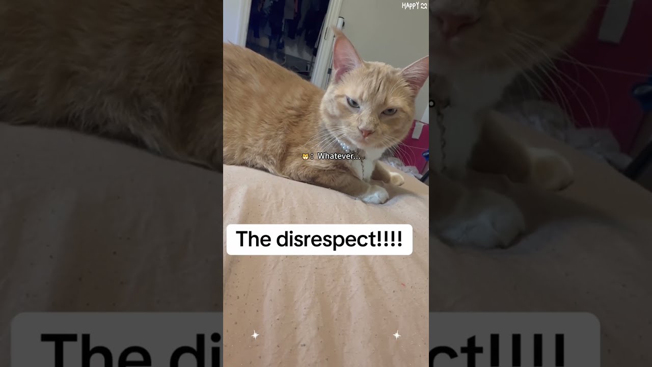 Part 51 Does Your Cat Know Real Name Catlover Fyp Foryou Usa Cute Petlover