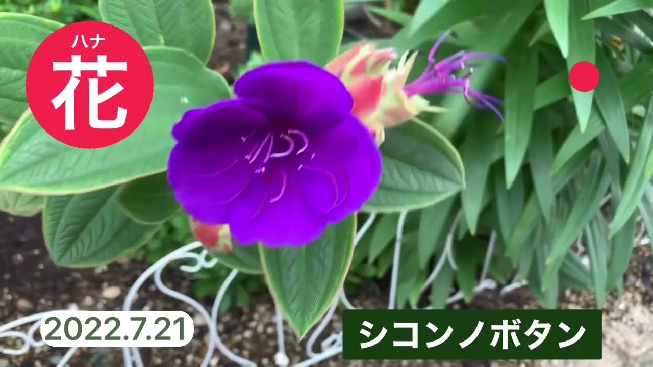 花 シコンノボタン 22 7 21 Youtube