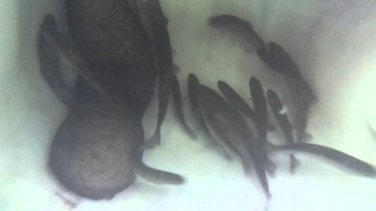 Trout fingerlings 31st May 2014 YouTube