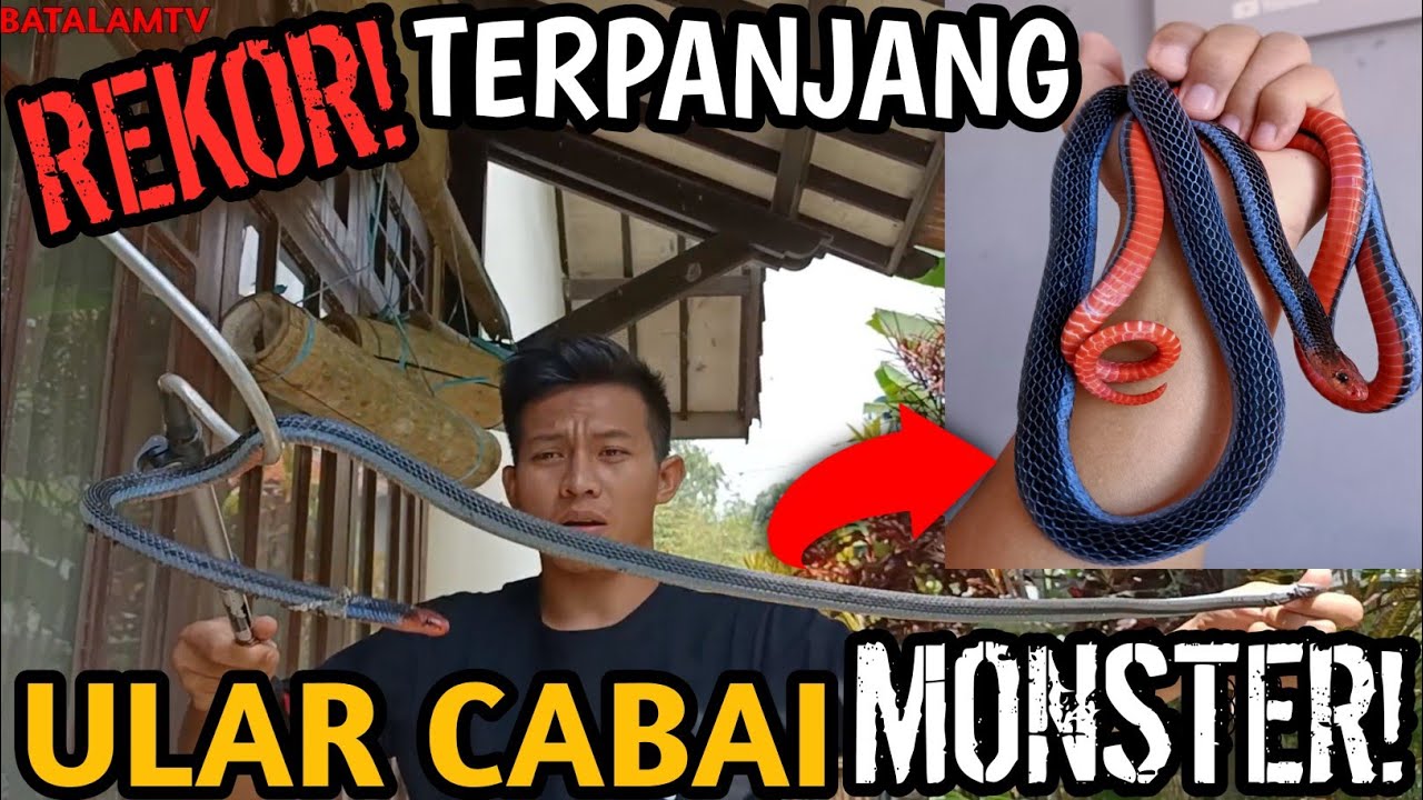 REKOR! ULAR CABAI TERPANJANG! ULAR CABAI BESAR! ULAR CABAI VS ULAR WELING!