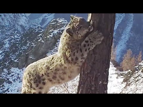 Снежный барс попал в объективы камер в Шушенском заповеднике