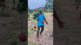 আমের কালার সত্যি অসাধারণ, #sorts #agriculture #mango #shorts #gardening #reels