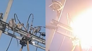 Monkeys Electrified A Deadly Accident On Power Lines