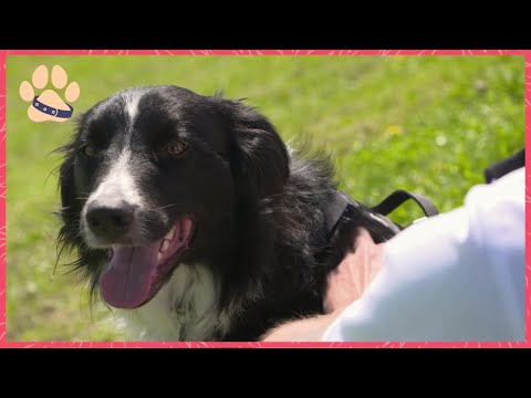 Heartbreaking Dog Rescue Stories - From Starvation to Second Chances and Happy Homes